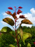 Feuilles au Printemps - Haute-Sane 2007